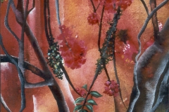 Bougainvilla im Abendlicht - Rani B. Knobel