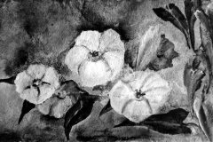 Ackerwinde - Rani B.Knobel