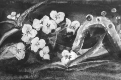 Frühlingsblüten - Colochortus - Rani B. Knobel